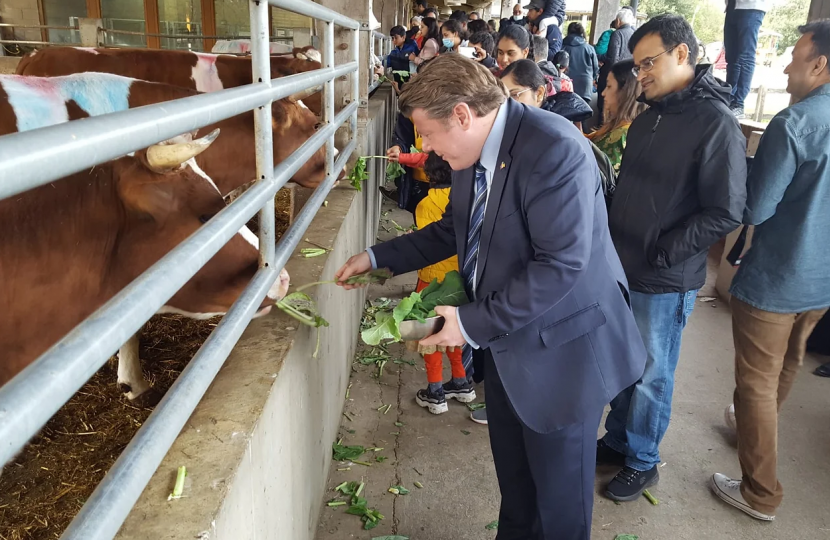 Dean Russell feeding cows at Bhaktivedanta Manor