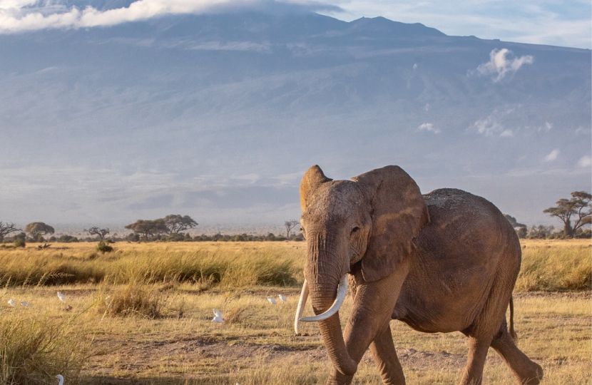 Elephant at Mount Kilimanjaro
